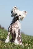 CHIEN NU CHINOIS 133